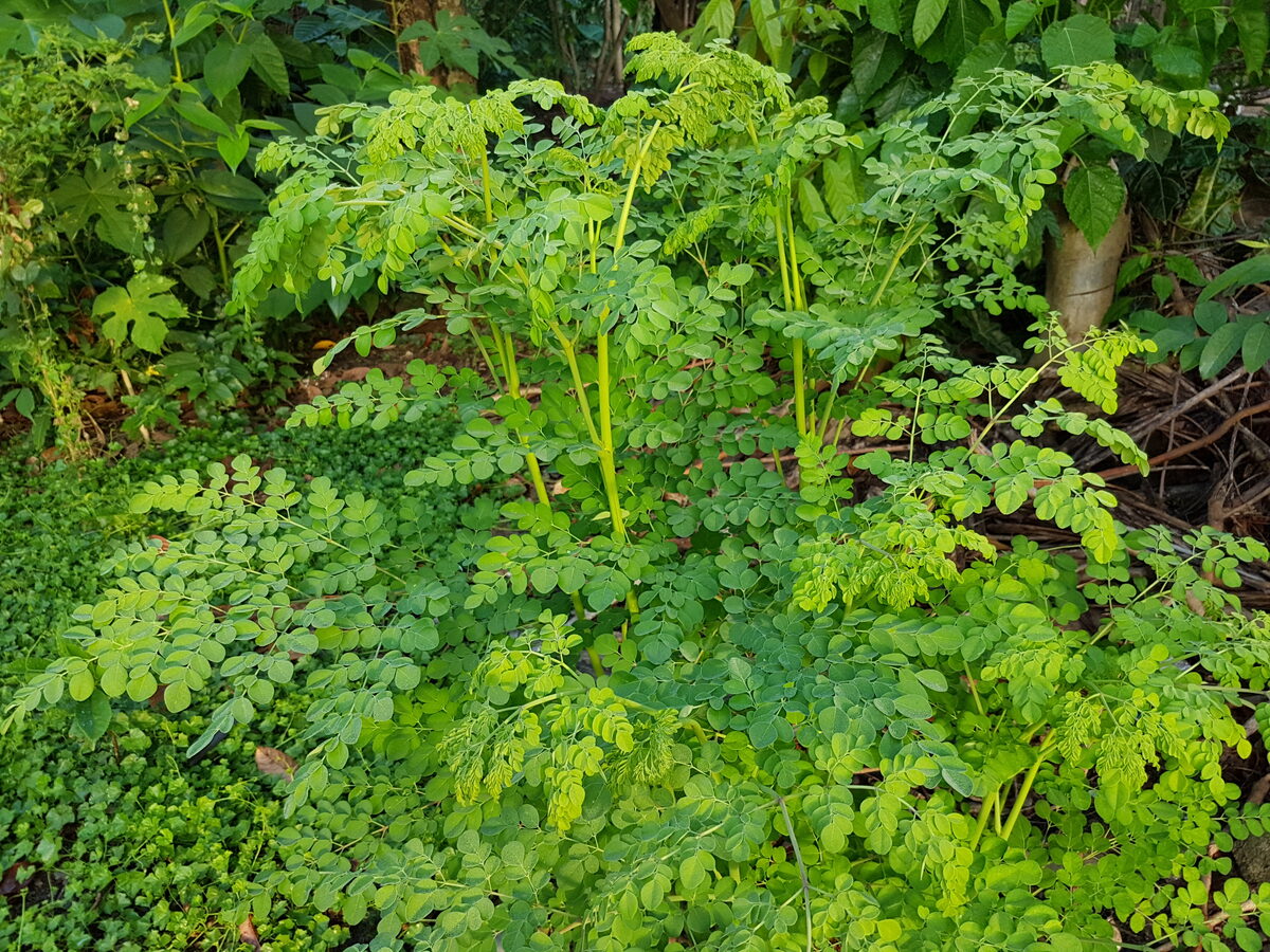 Fresh Moringa oleifera (drumstick / saragva) leaves growing on the tree
